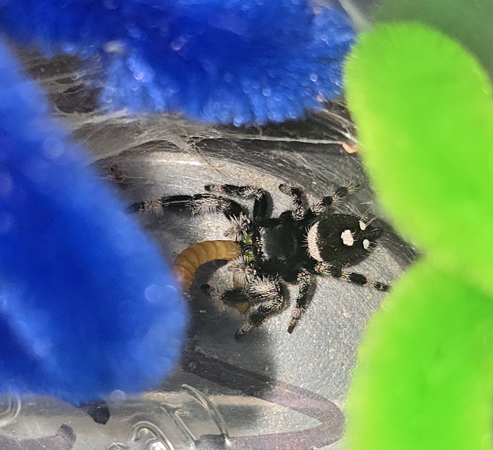 Turbo the jumping spider, additional photo 2