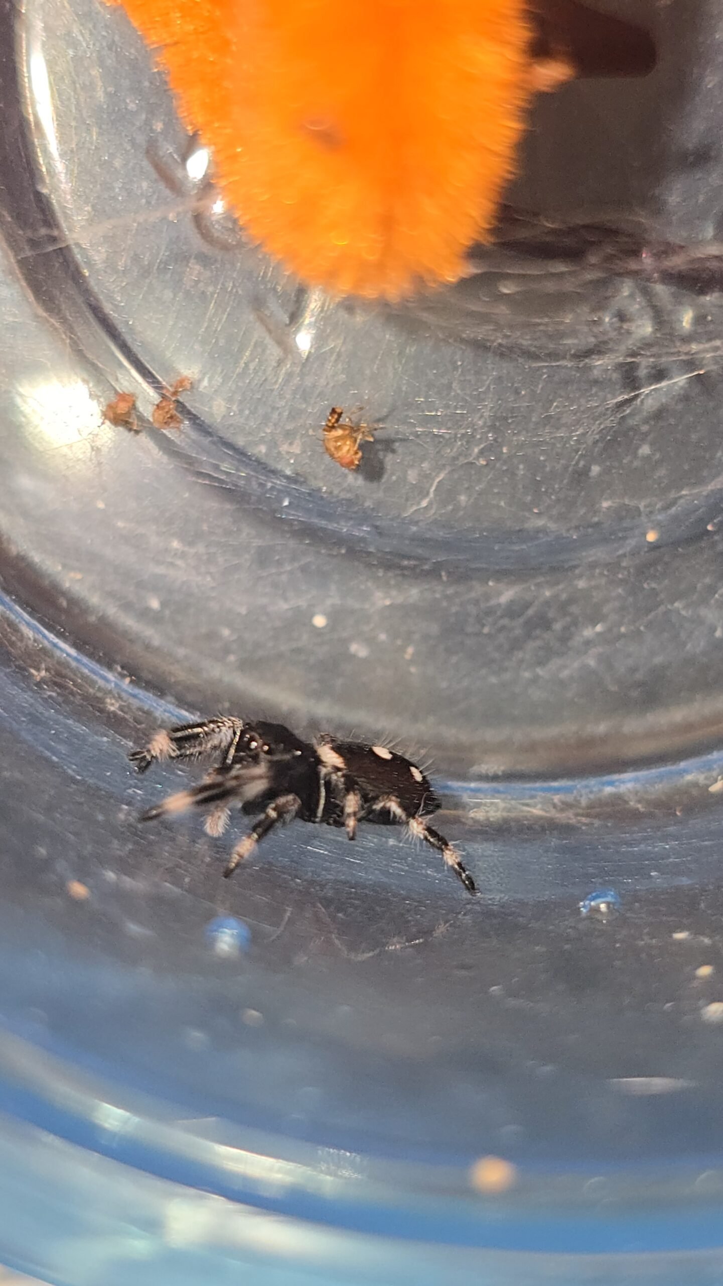 Pretzel the jumping spider, additional photo 5
