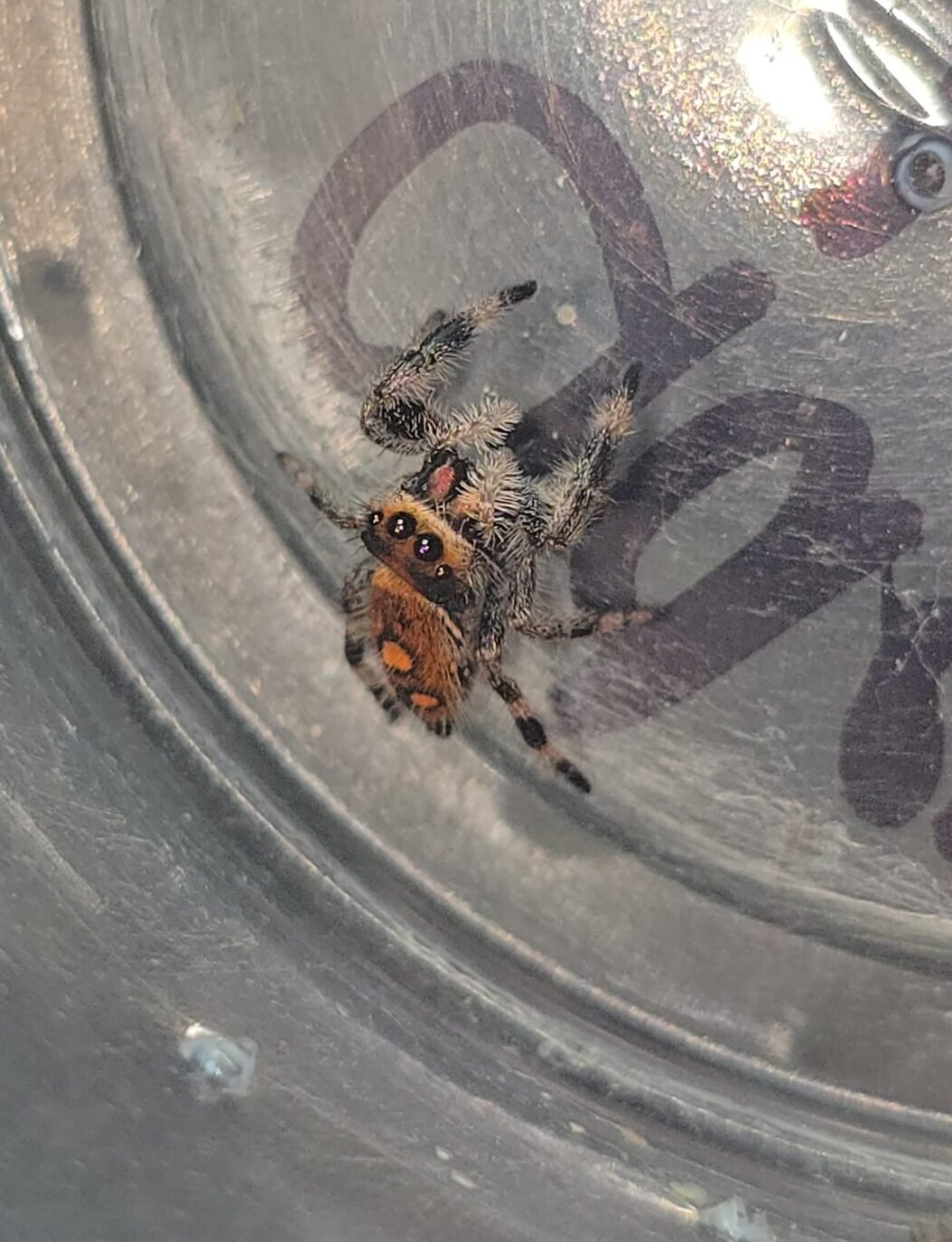 Cider, female regal jumping spider available at Mary's Jumpers