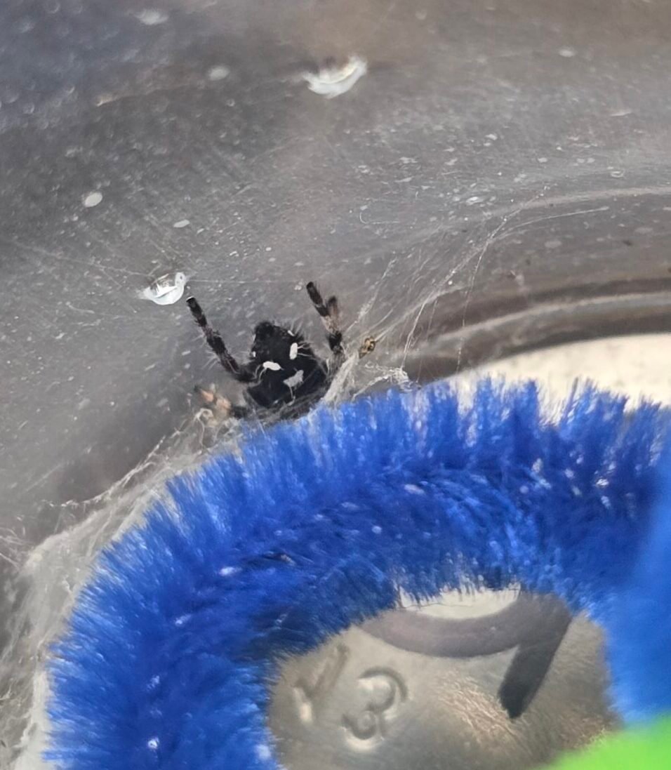 Noodle the jumping spider, additional photo 3