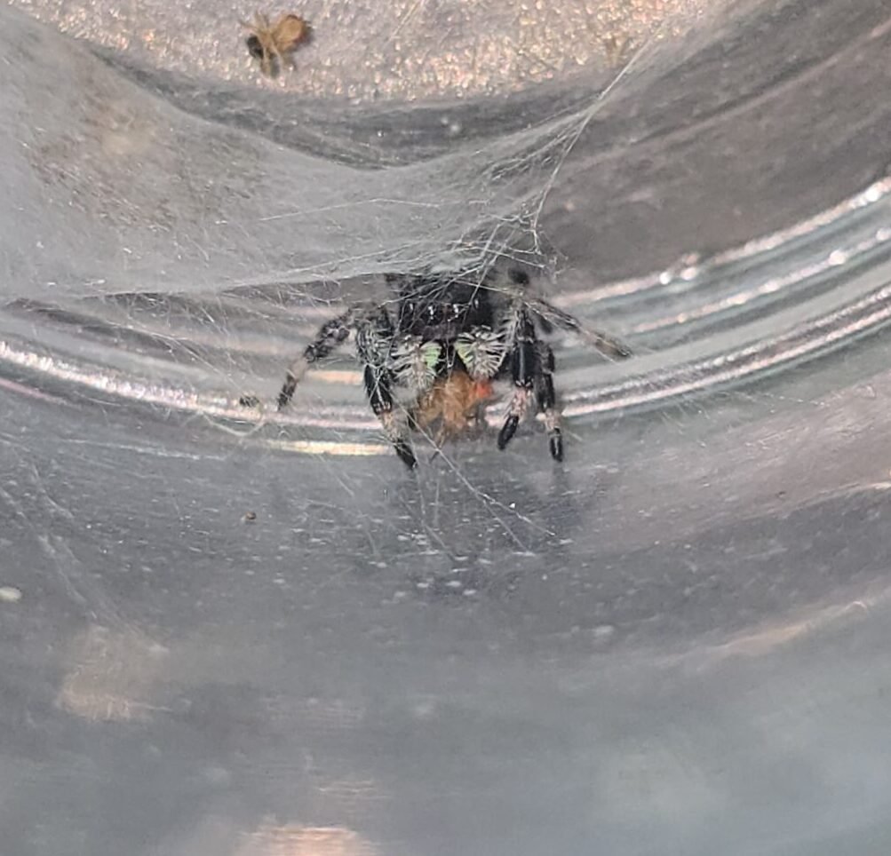 Peanut, male regal jumping spider, i5, available for adoption at Mary's Jumpers