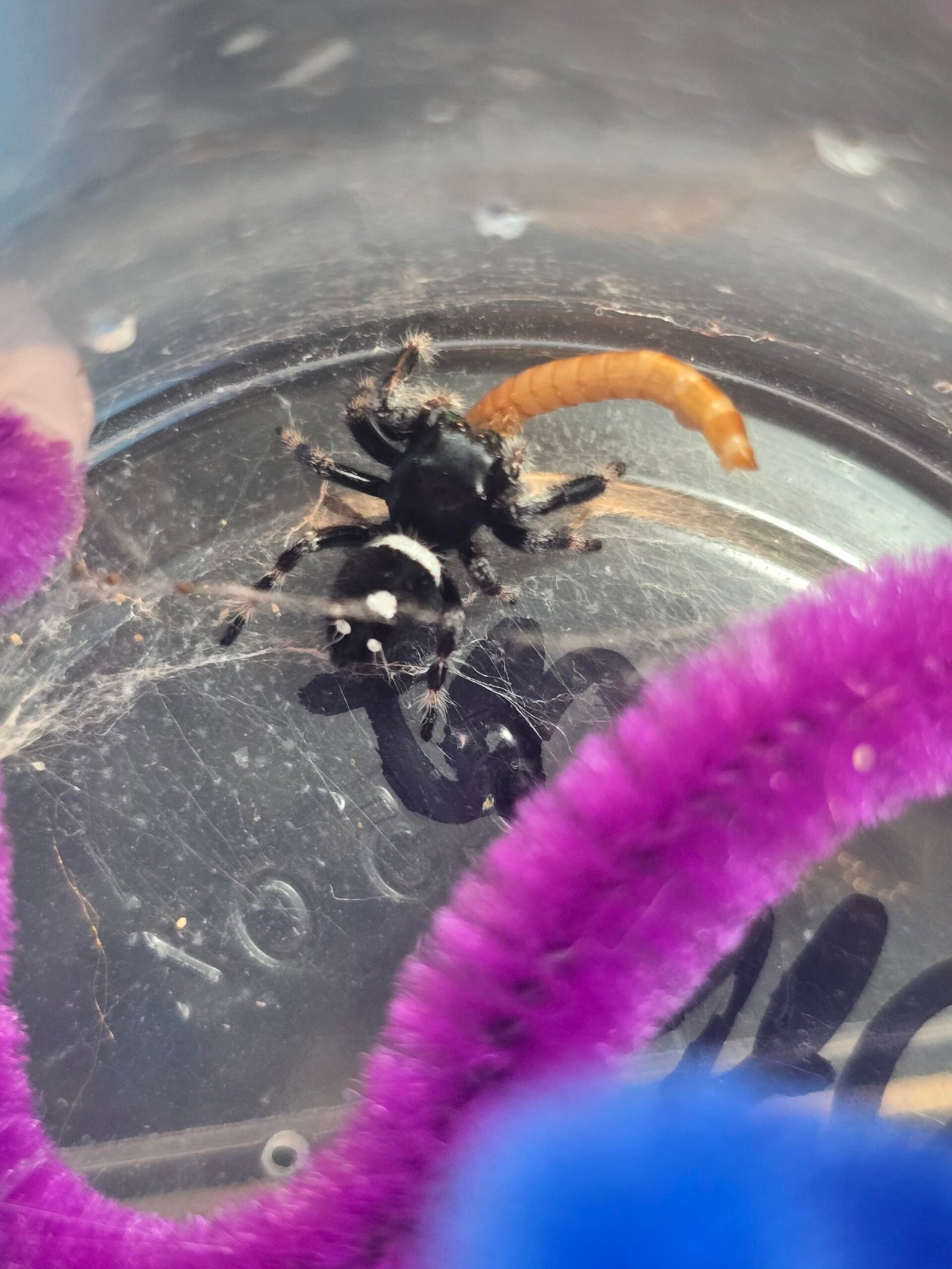 Pepper the jumping spider, additional photo 2