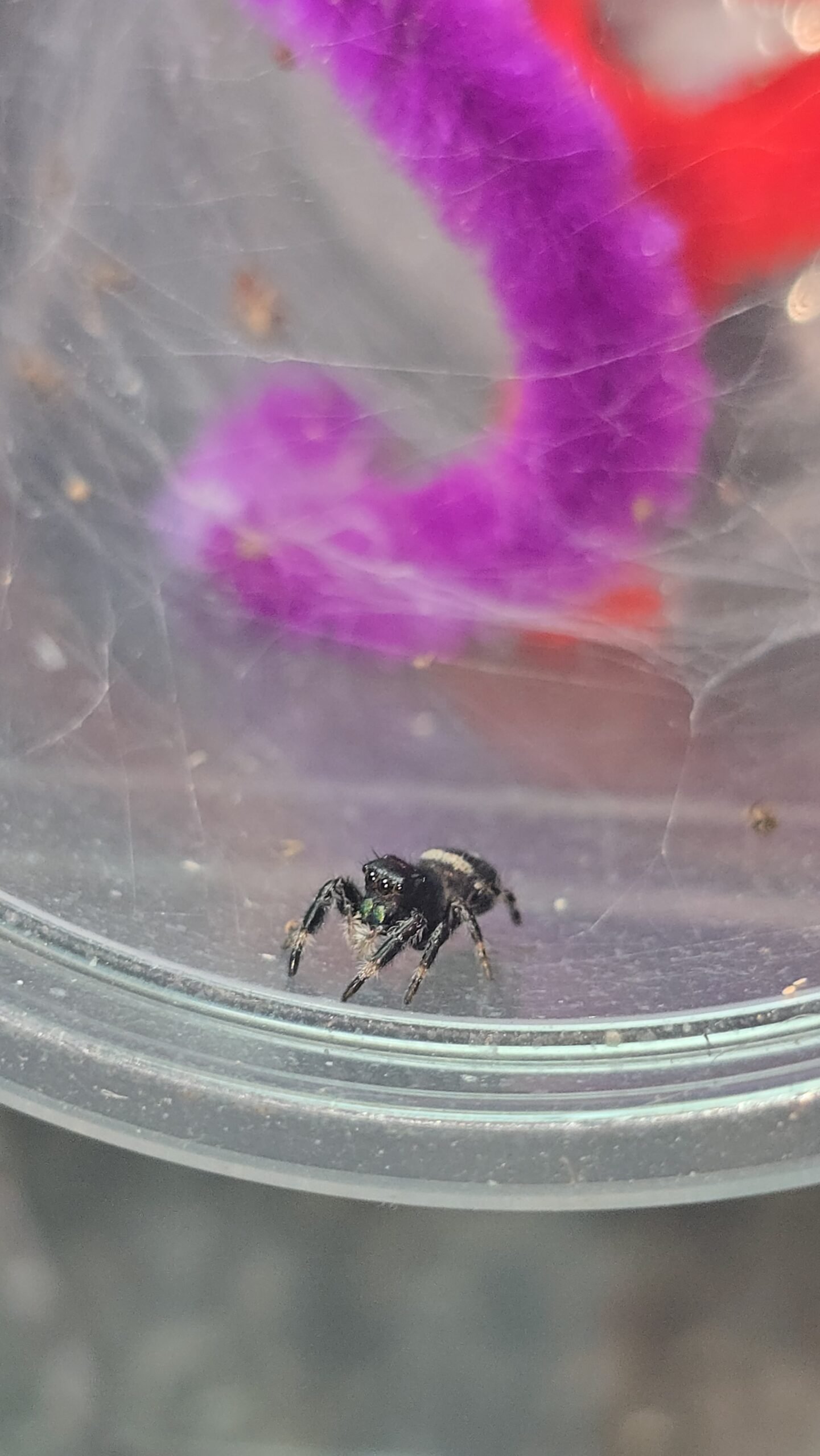 Scout the jumping spider, additional photo 4